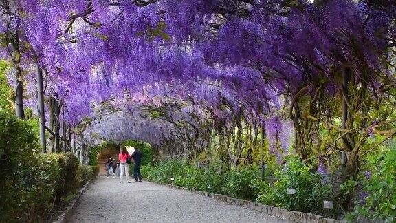 在佛罗伦萨米开朗基罗广场附近的一个花园中游客们在盛开的紫藤隧道下欣赏和拍摄在风中摇曳的紫藤隧道意大利