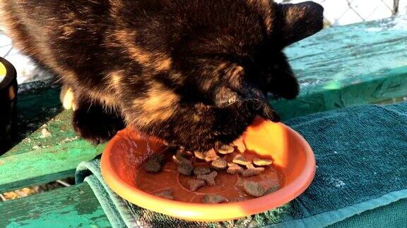 无家可归的大猫在冬天的街道上吃着人带来的食物