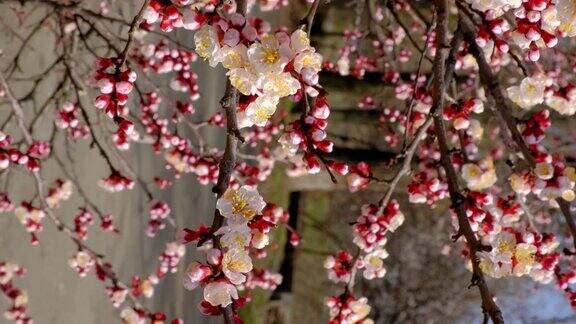 树枝与美丽的白色春天杏花树上以杏花为背景的自然景色植物开花盛开的背景