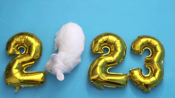 蓝色背景上平放着数字2023形状的金色充气气球兔年白兔而不是零新年快乐贺卡
