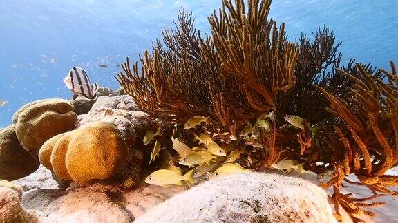 慢镜头:加勒比海库拉索岛周围的珊瑚礁海景有黄尾鲷鱼蝴蝶鱼珊瑚和海绵