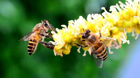 绿色大自然中的蜜蜂特写