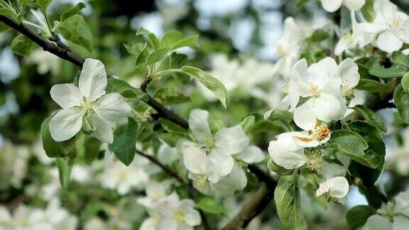 开满苹果花的树枝在风中摇摆