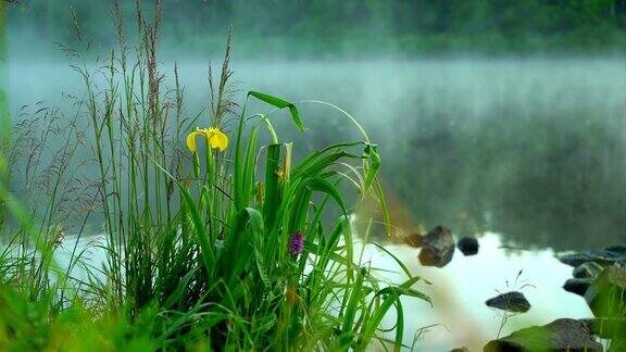 野草和美丽的鸢尾花与露水雾清晨湖上概念生态、环境、自然、夏、春、四季自然明亮的宏观景观