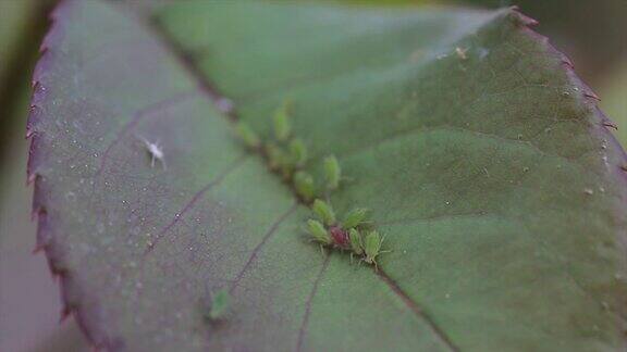 昆虫在叶子