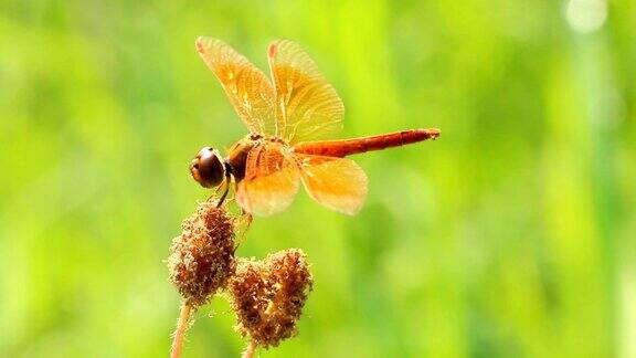 蜻蜓捧着草花