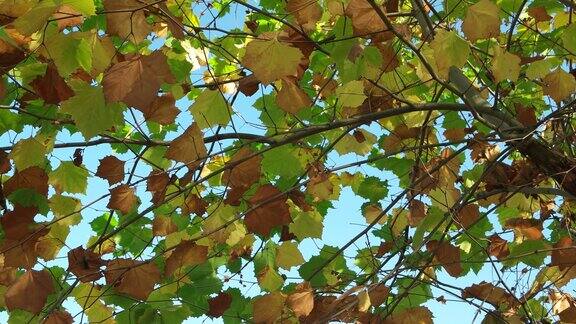 秋天参差不齐的梧桐树叶子在微风中摇曳