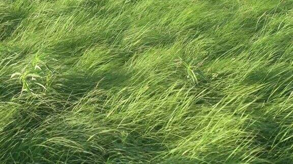 原生态的草原草在风中缓慢地吹着