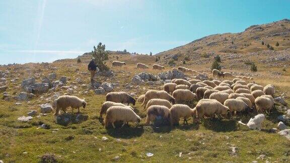 山上的牧羊人和羊群