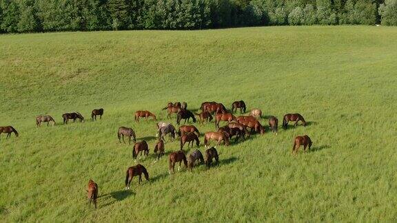 一群年轻的马正在绿色的草地上吃草