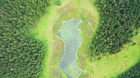 鸟瞰湖与盛开的睡莲和绿色的松林在杜米托黑山