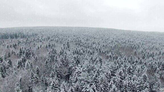 4k飞行和起飞上方的冬季森林在下雪的北方空中全景