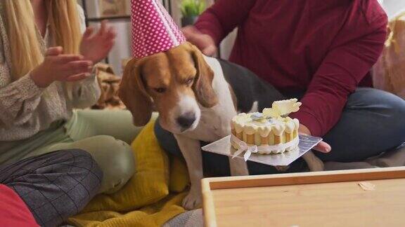 狗在家里开一个有趣的生日派对