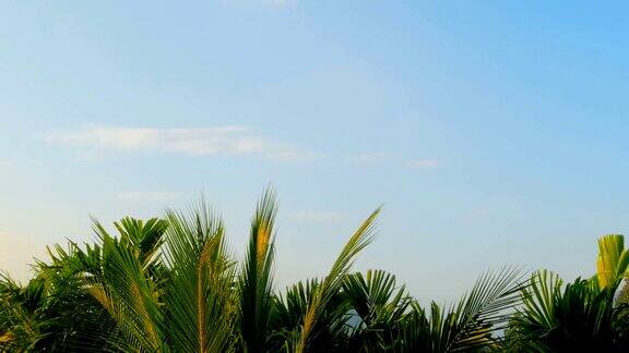 湛蓝的天空下甘美的热带树叶在风中摇曳