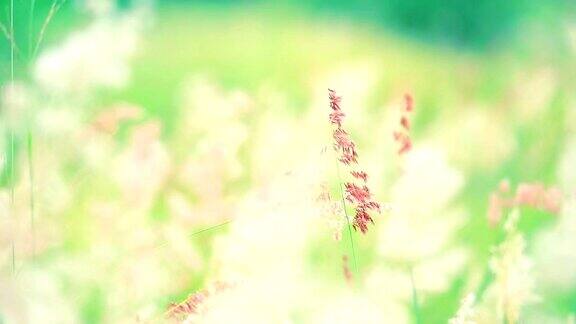 红白草花绿叶随风摆动在绿色的草地上