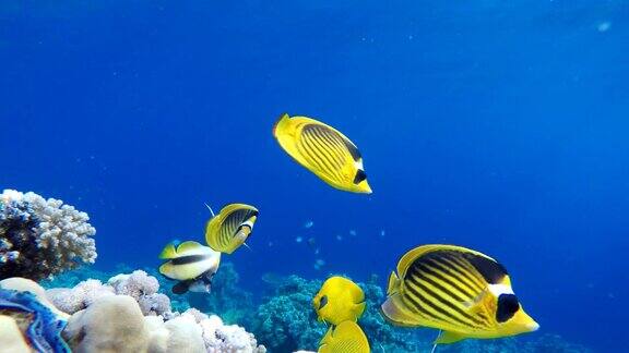 海洋和珊瑚五彩缤纷的热带鱼
