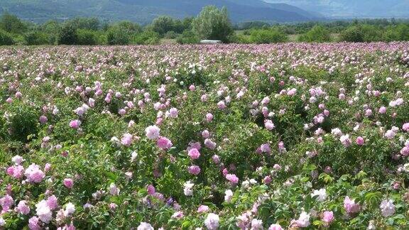 保加利亚的粉红色玫瑰被风吹着