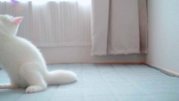 可爱的白猫英国短毛小猫在卧室玩一个猫羽毛玩具家畜看着copy-space横幅