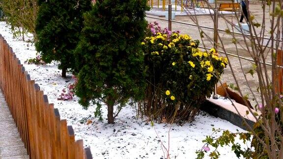 南方地区的雪与花和杜嘉