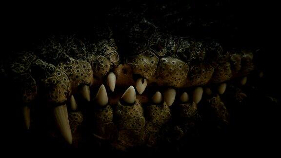 特写鳄鱼的牙齿