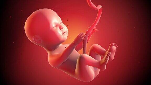 3D人类婴儿胎儿CG动画在母亲的子宫中缓慢移动