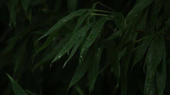 雨落在竹叶上稳稳地射