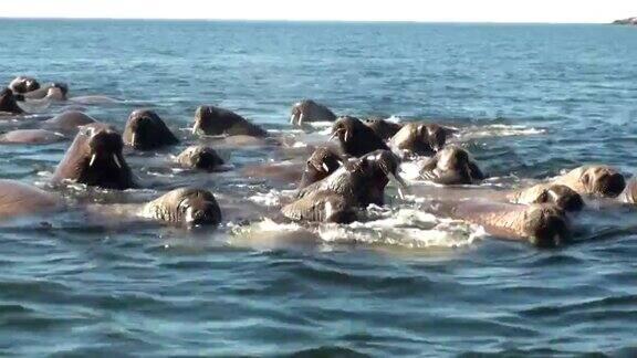 一群海象在俄罗斯“新地球”上的北冰洋水域休息