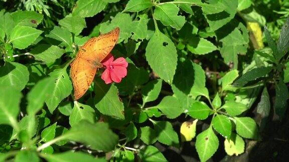 蝴蝶巡洋舰从一朵花中吸食花蜜