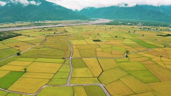 鸟瞰台湾台东县赤上乡秋天美丽的稻田