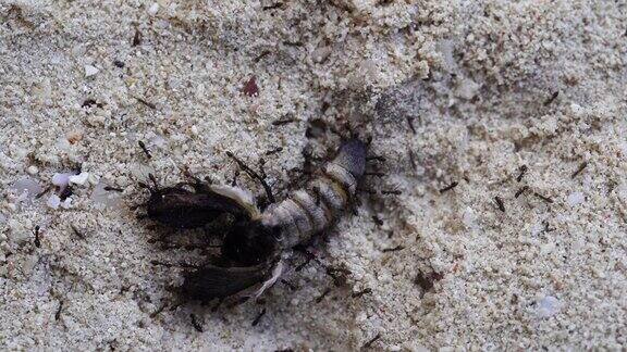 非洲坦桑尼亚桑给巴尔黑蚂蚁拖着一只死蝴蝶