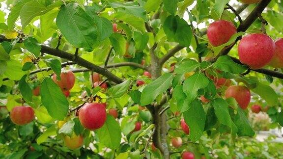 慢慢地摇过那棵结着红苹果的苹果树