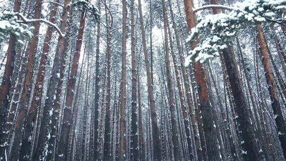 雪花落在森林里白雪覆盖了树木无缝的