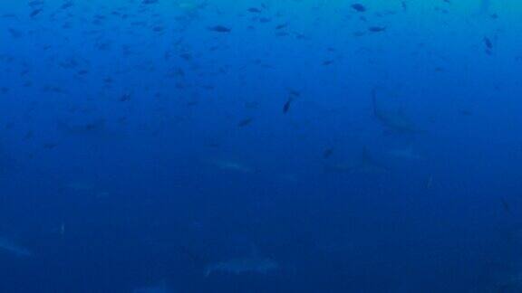 在狼岛的海面下双髻鲨成群结队