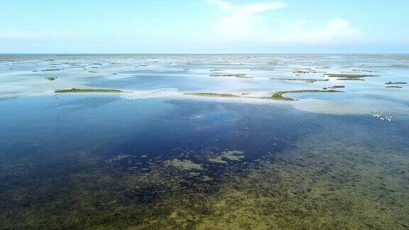 鸟瞰图海鸥和鹈鹕飞过浅海