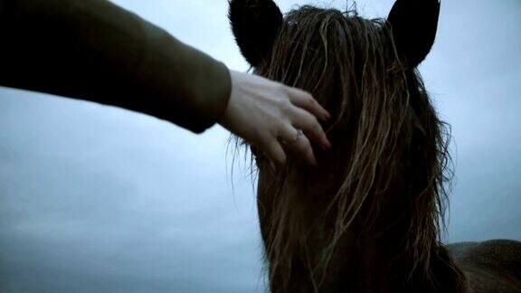 近距离观看美丽的棕色冰岛马在田野上吃草女性的手抚摸着抚摸着鬃毛