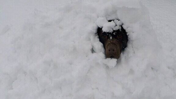 巧克力棕色的拉布拉多犬在冬天覆盖着雪