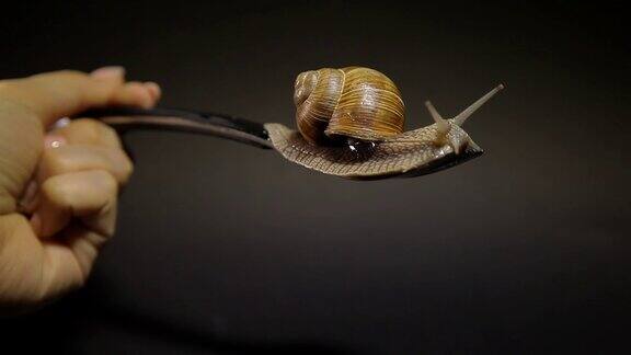 在黑色背景上一只蜗牛正爬在叉子上一只手拿着叉子和一只蜗牛