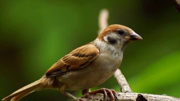 菲律宾玛雅或欧亚树麻雀或山雀栖息在小枝上