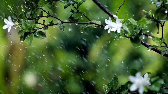 大自然的雨声