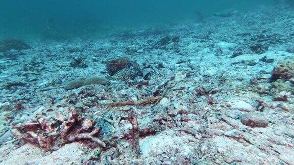 在水下漂白的珊瑚礁上孤独的鱼