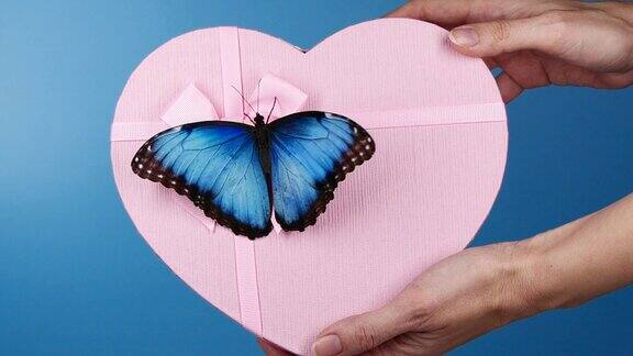 蓝色大闪蝶在礼物盒上