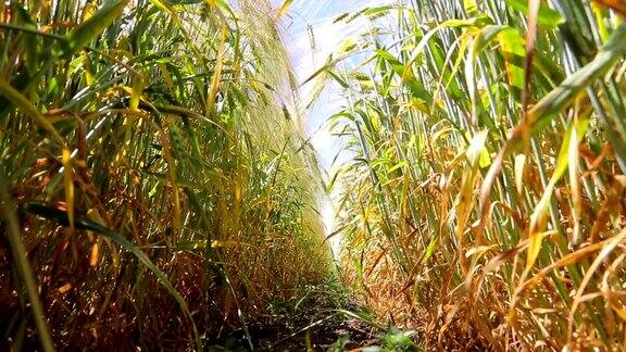 麦田从地面看小麦和黑麦小穗的根和叶黑麦和小麦之间的道路