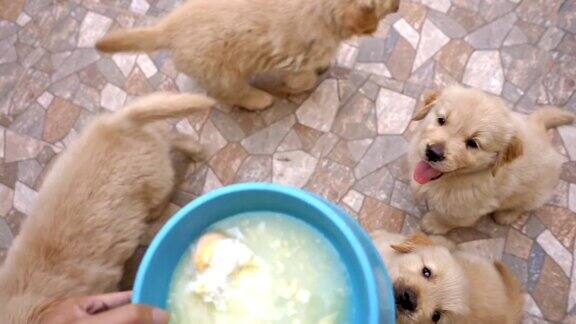 美味的时间-饥饿的金毛猎犬幼犬
