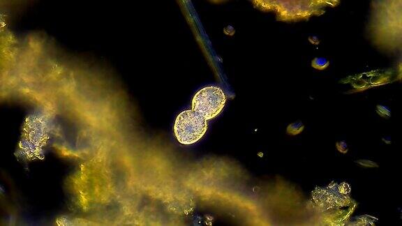 微生物草履虫