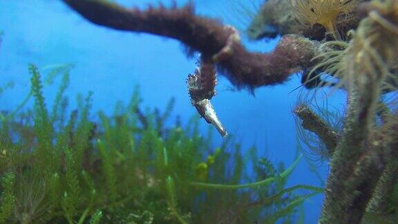 水下的海洋生物海马海图海葵和扫浪