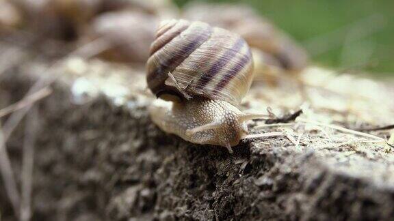 大蜗牛在水泥地上爬行