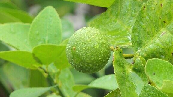 有机种植的新鲜柠檬树