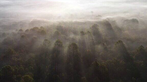 空中雾森林