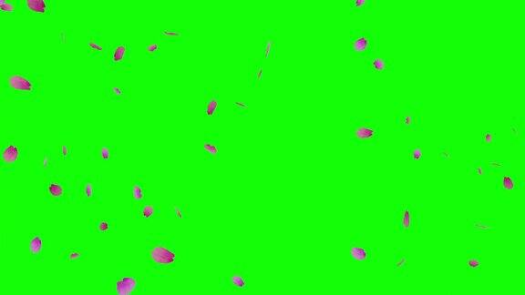 樱花花瓣飘落绿色背景动画视频