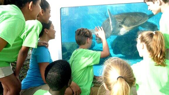 老师和孩子们在水族馆看海龟
